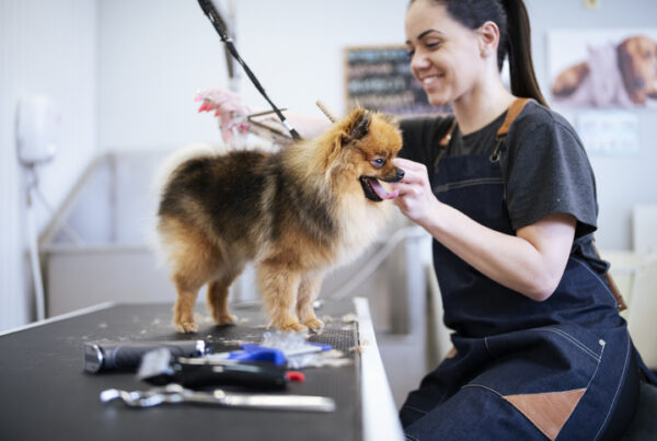 pet groomer