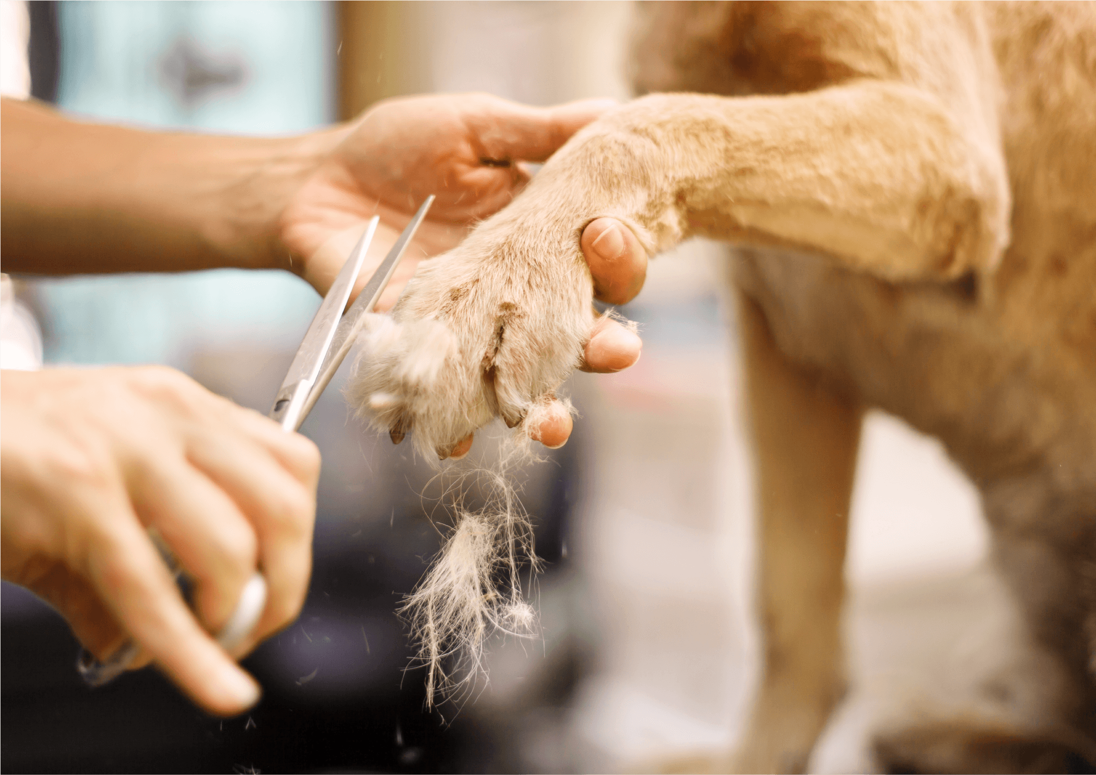 Our Dog Nail Trim Service Is More than Just a Pawdicure