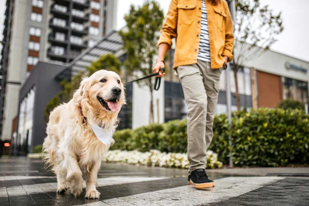 Young man and his dog walking on a rainy day