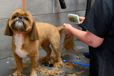 dog grooming