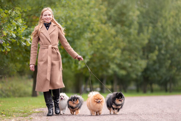 Pretty elegant woman is walking with her four dogs of pomeranian spitz breed in park at nature. Dog walker service concept