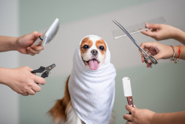 Pet Grooming Equipment