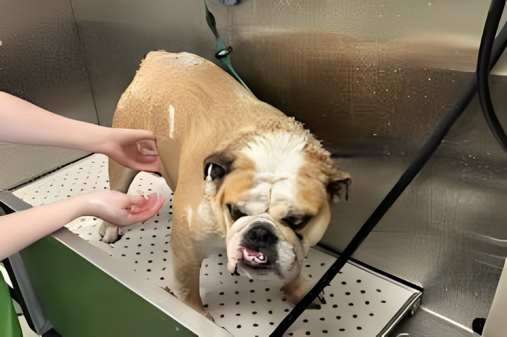 Austin, TXLakeline Pet Grooming Petbar