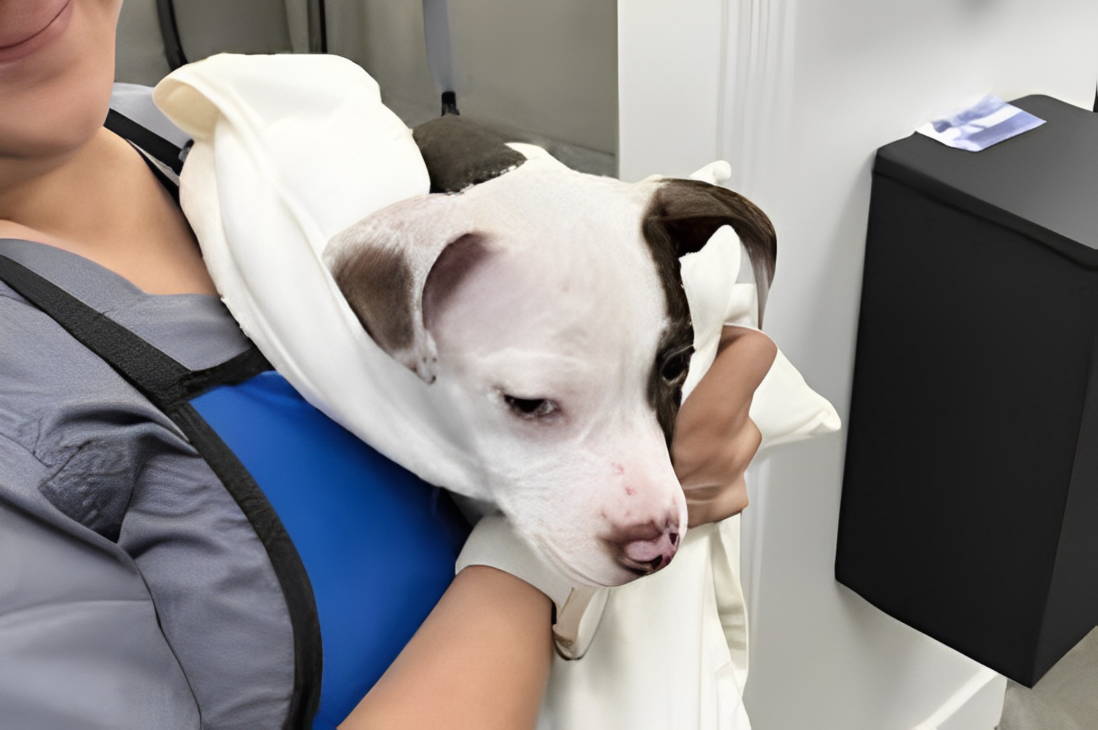 Self-service bath and brush at Lakeline - Austin's trusted pet grooming service