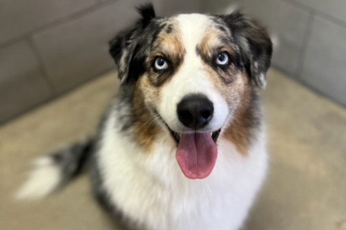 Alamo dog grooming service