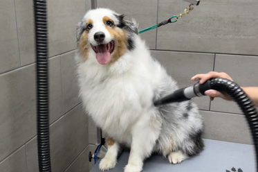 Oak Forest, TX's premier dog grooming services keeping pets happy and healthy