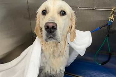 A pet grooming salon in Oak Forest, TX, offers top-notch full-service bath and brush treatments for dogs