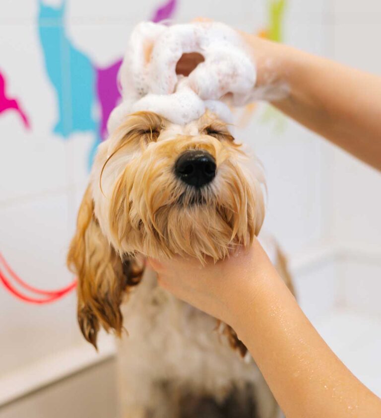 Pamper Your Pup With A Petbar Full-Service Dog Wash Service