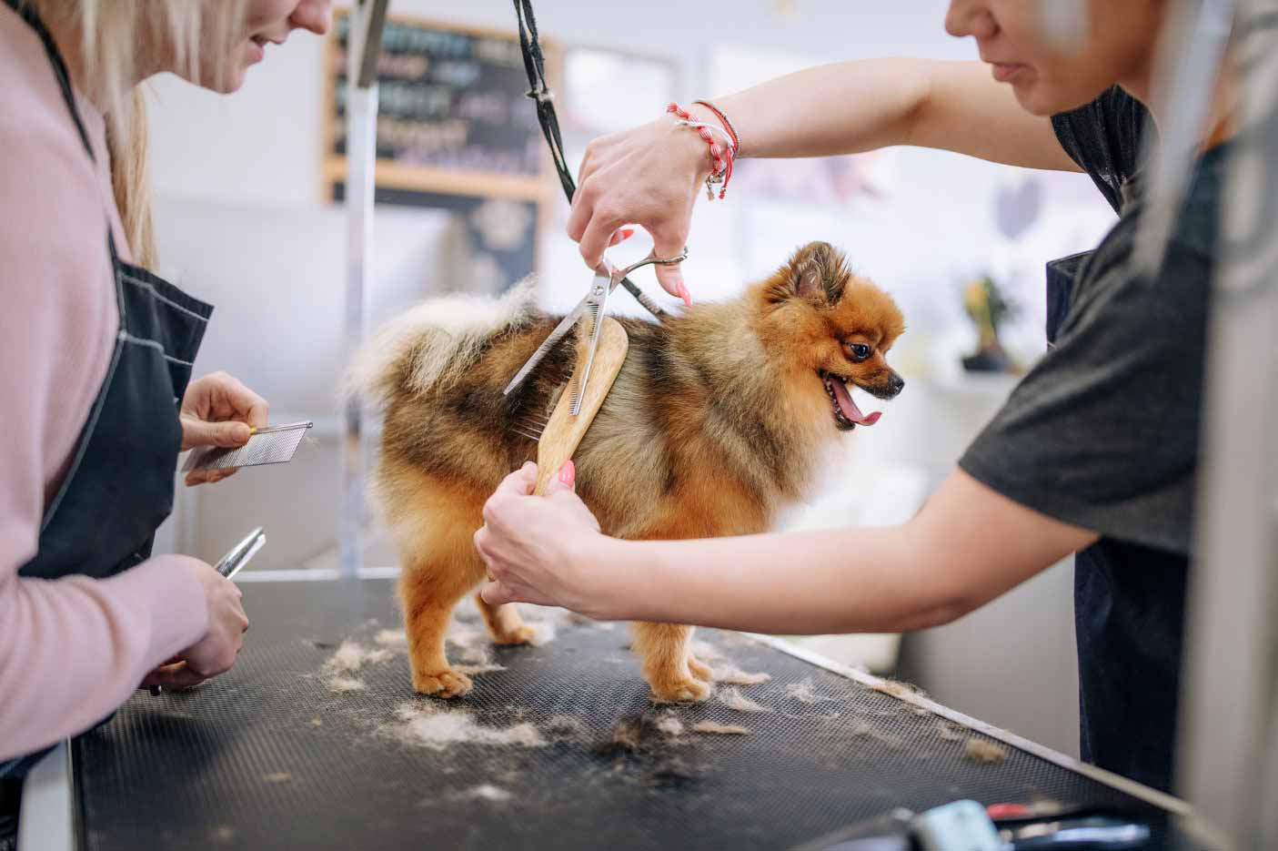 Serving Up Style with petbar’s Dog Haircut Service