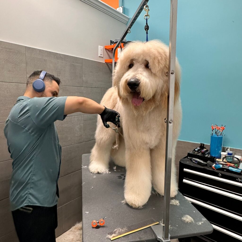 A happy dog with freshly groomed fur sits on a grooming table at a pet salon in Fort Lauderdale