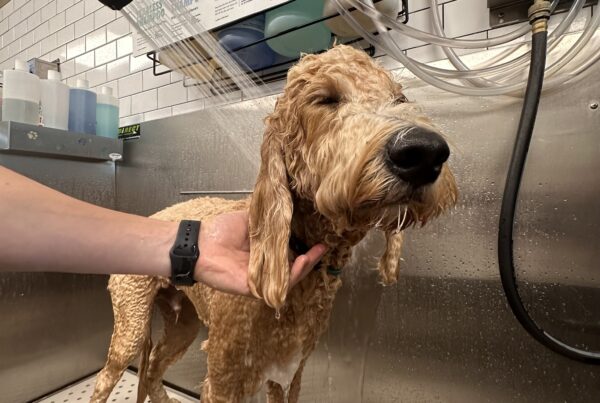 Professional Full-Service Bath and Brush for Pets in Fort Lauderdale