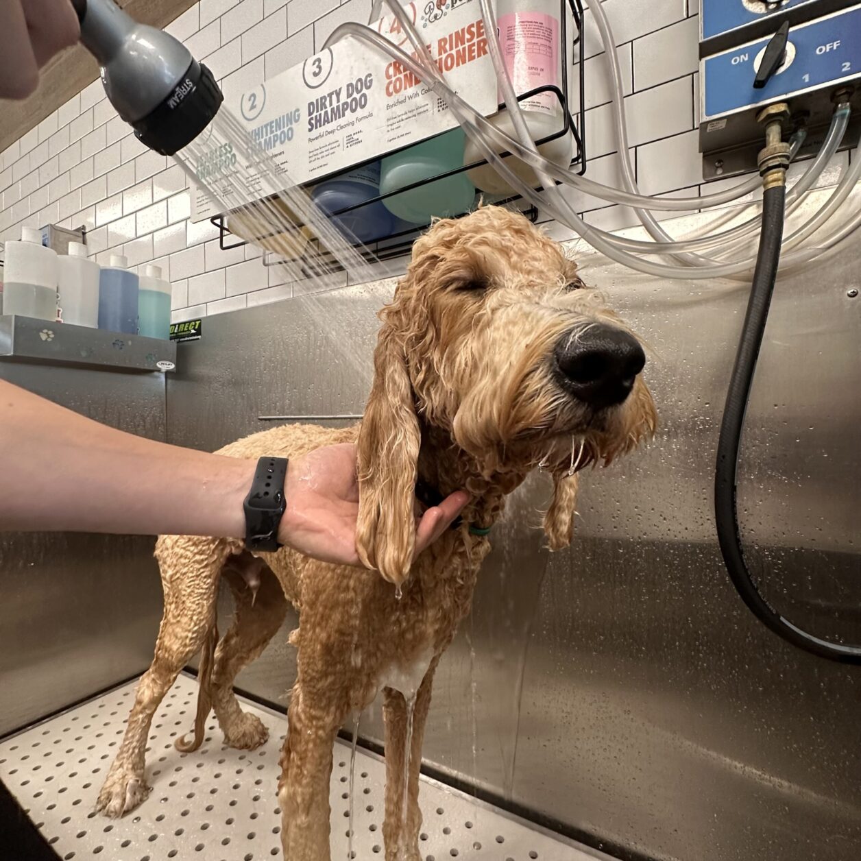 Professional Full-Service Bath and Brush for Pets in Fort Lauderdale