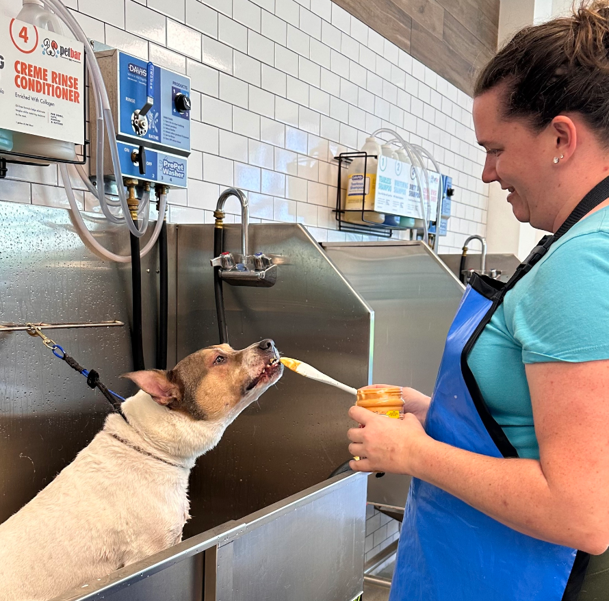 A spacious self-service dog wash facility in Fort Lauderdale featuring multiple washing stations equipped with high-quality grooming tools, various shampoos, and dryers