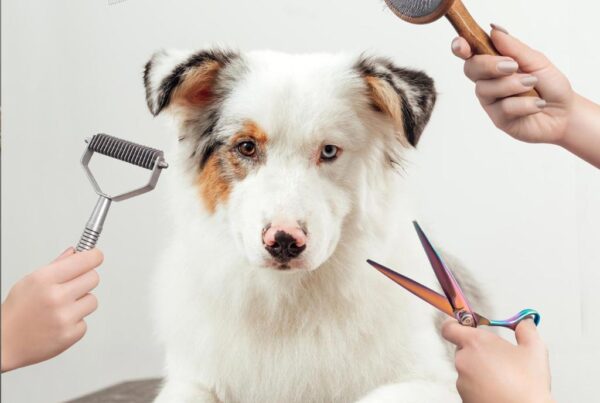 dog groomer long haired pup