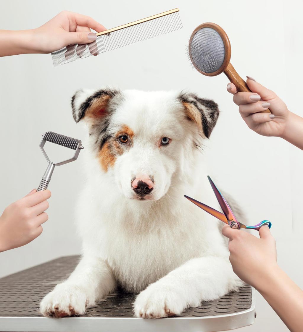 dog haircut service