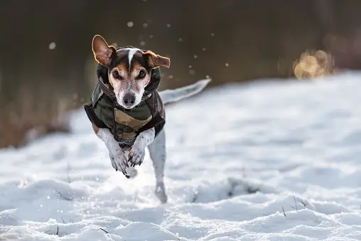 Should Your Pup Visit the Dog Groomers During Winter?