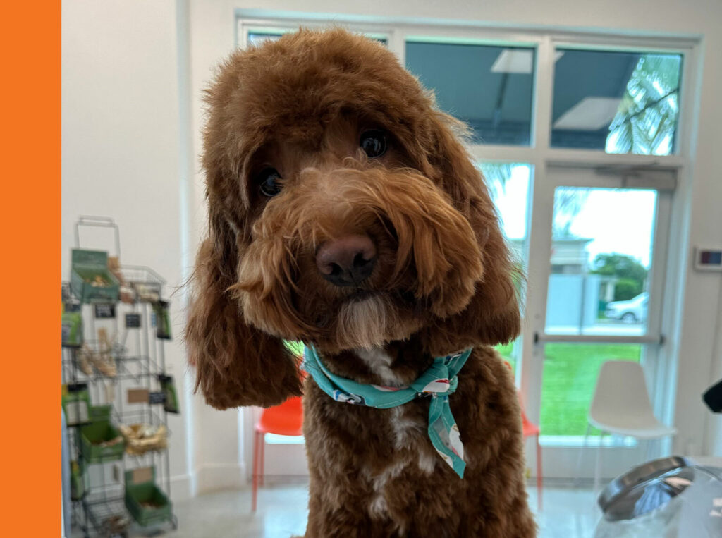 Dog Groomers Near Me Provide Top Tips For LongHaired Pups