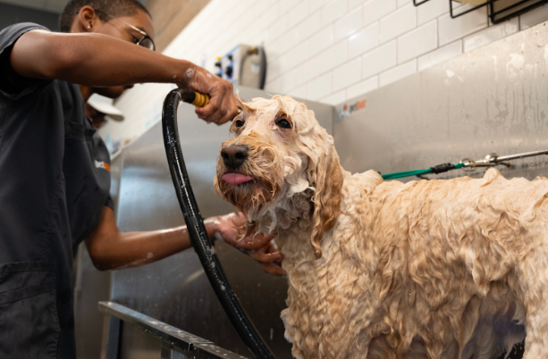 So, How Often Should I *Really* Be Washing My Dog?