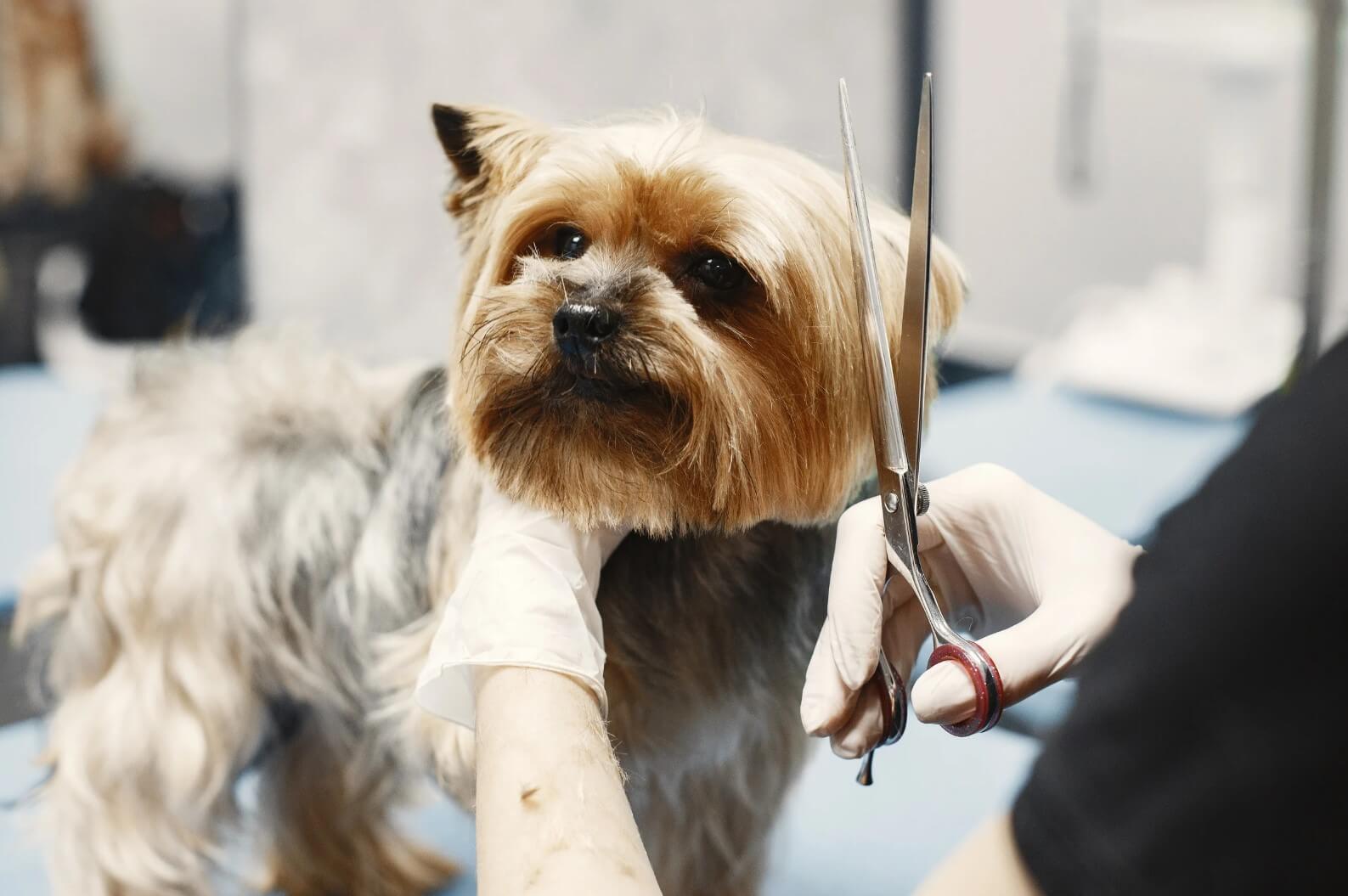 Pet Grooming Trends: Should You Take Your Dog to a Salon?
