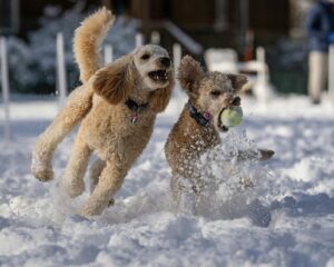 dogs snowballs remove