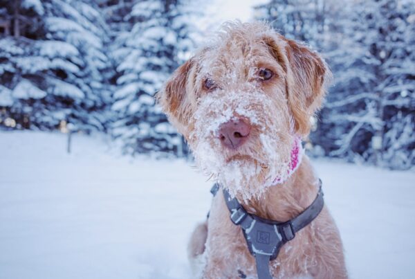 removing-snowballs dogs in winter snow