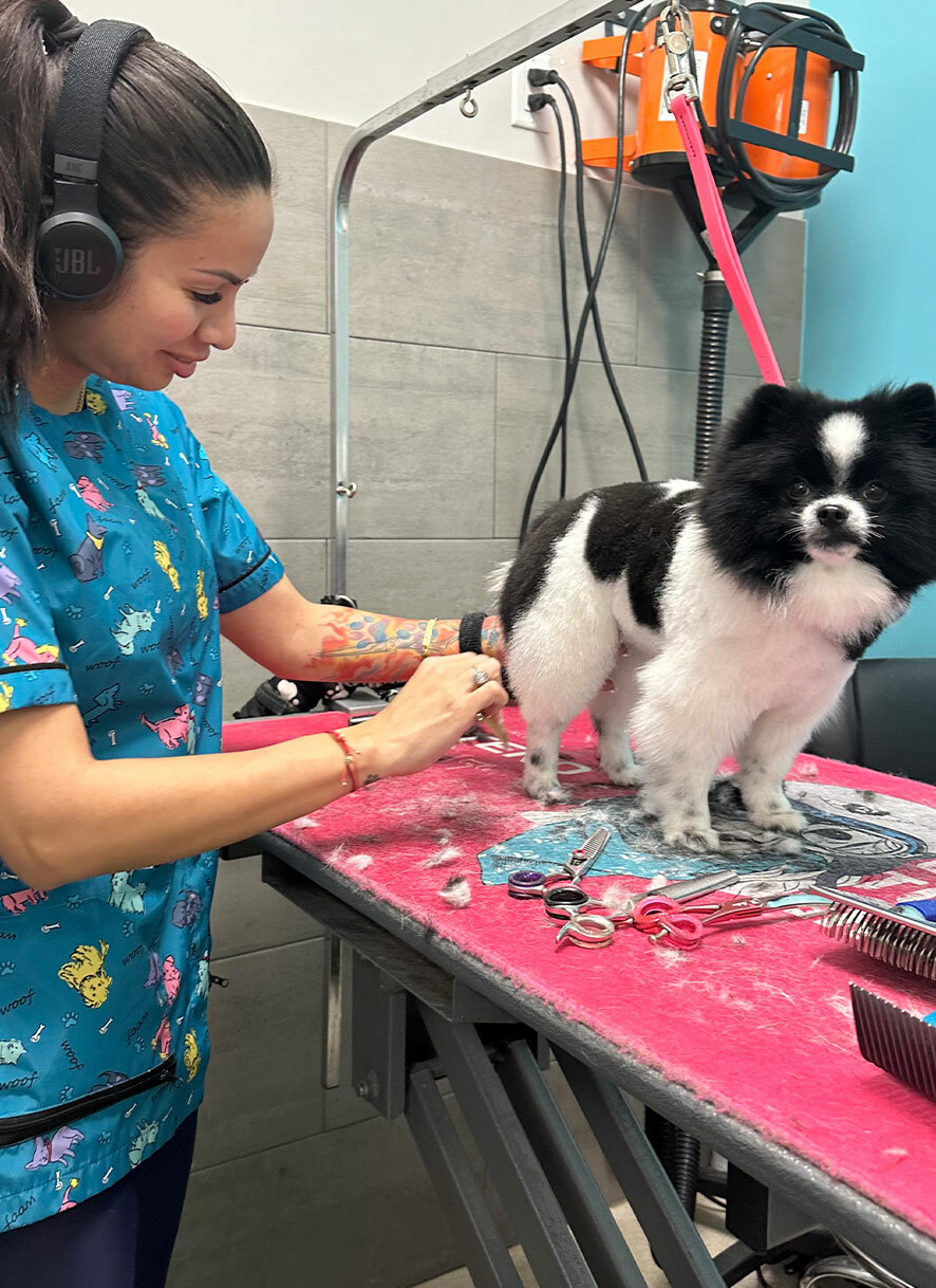 The dog is getting groomed at a Fort Lauderdale pet salon