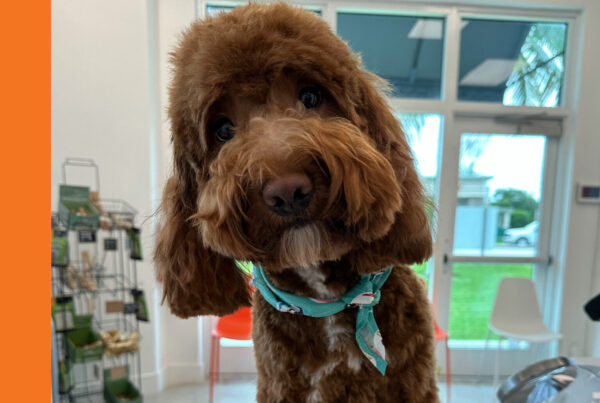 Dog grooming and washing services in Fort Lauderdale