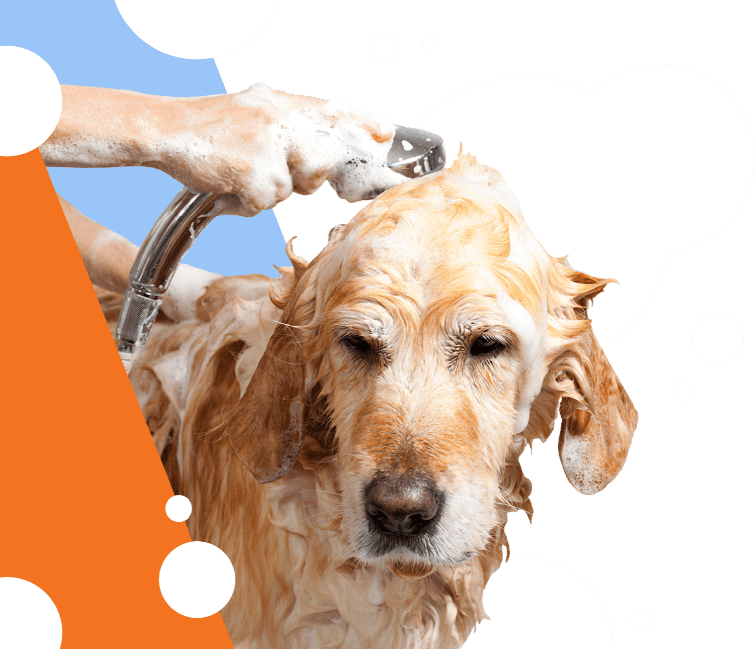 Affordable self-service dog wash in Frisco, Texas