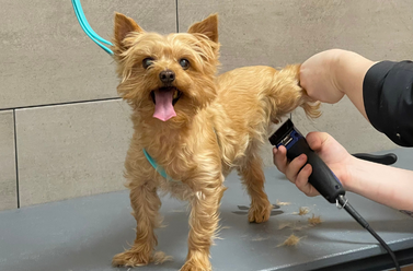 Visit our Frisco, TX, dog grooming facility for professional pet grooming services in a clean and welcoming environment