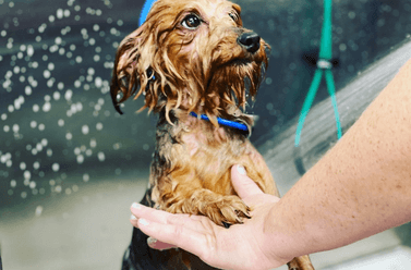 Self-service pet wash in Frisco, TX, for dogs of all sizes
