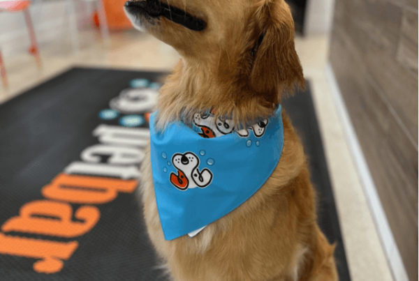 petbar in Plantation, FL offers Specialty Treatments. A golden retriever is shown wearing a bandana after receiving grooming services at our facility.