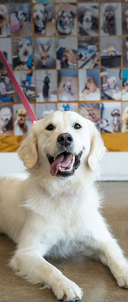 Happy golden retriever