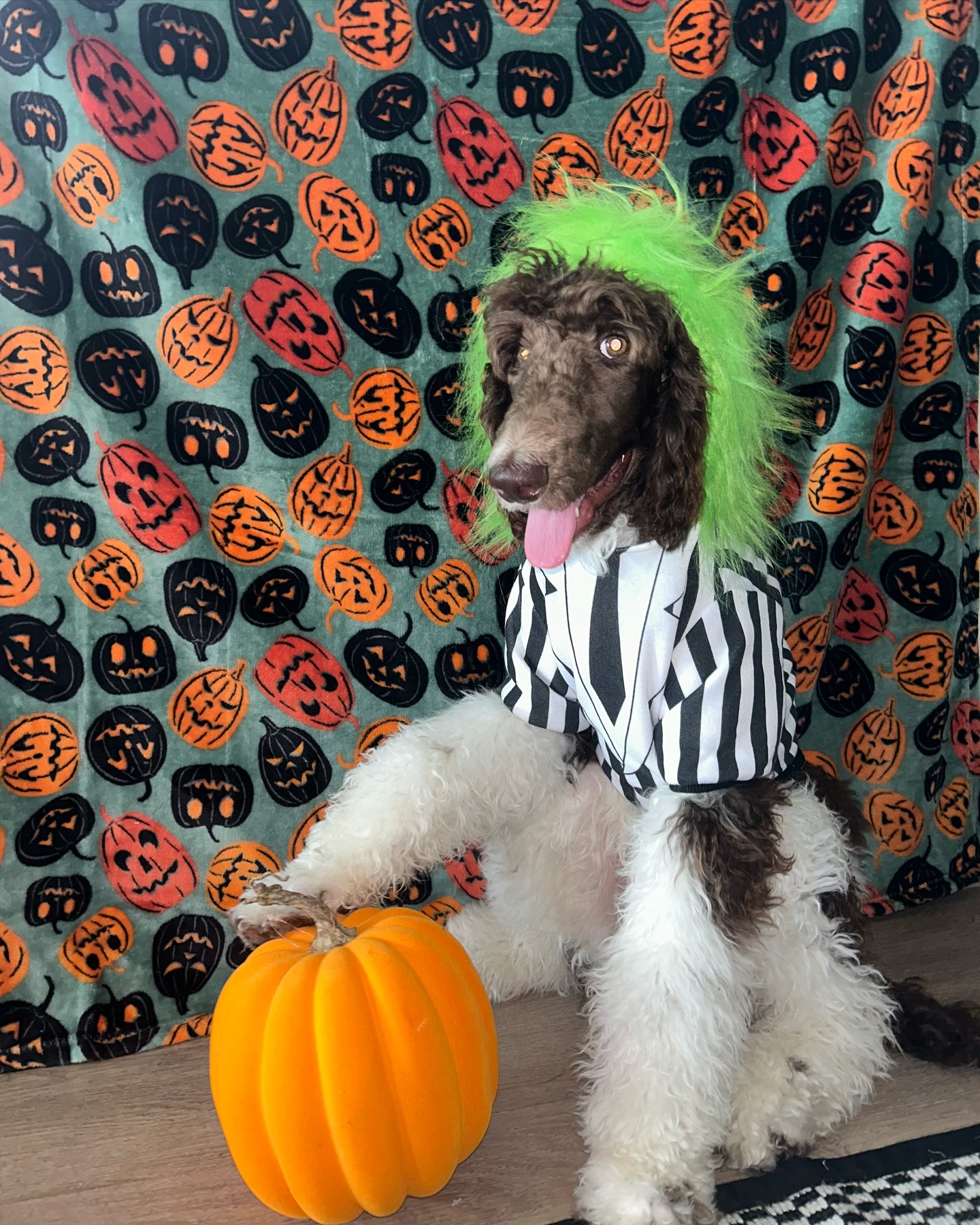 Dog-Friendly Halloween Safety Tips