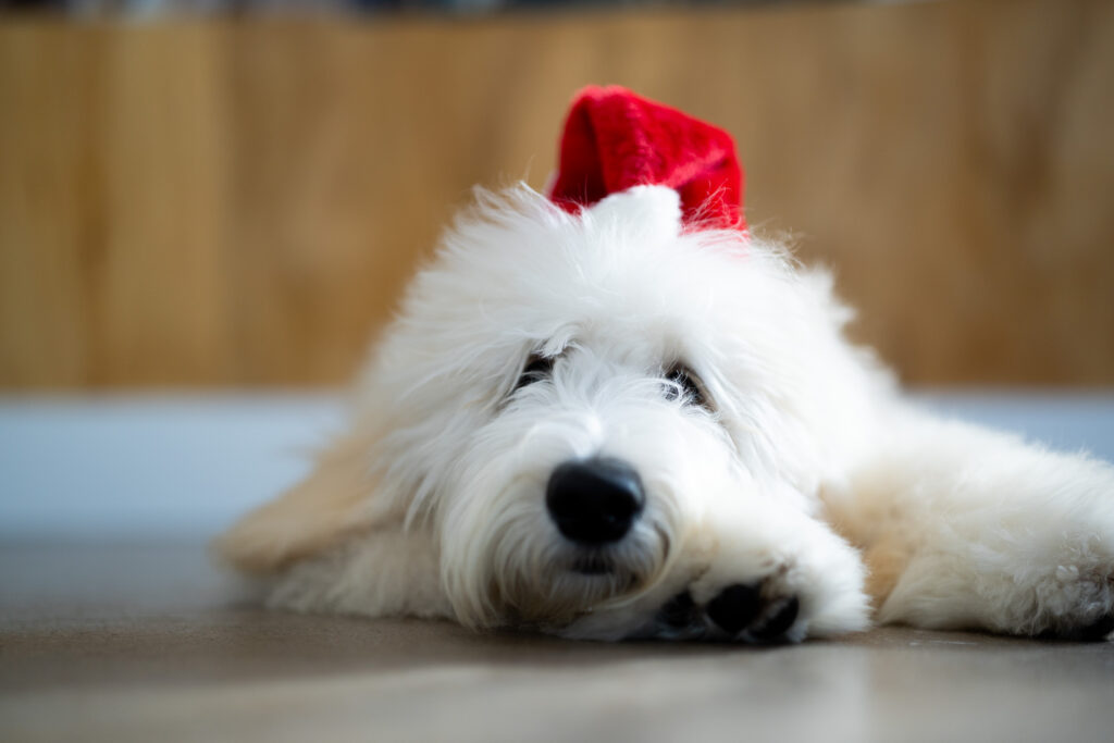 Pawfect Gifts for Your Pup