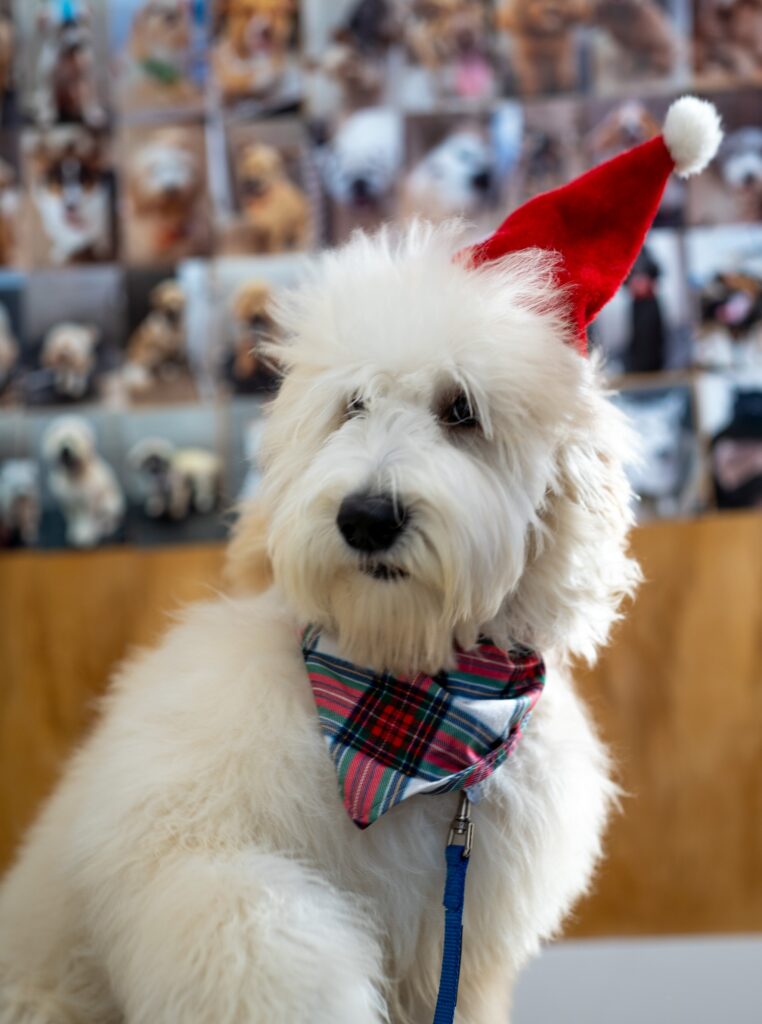 Winter Pet Care Tips