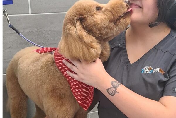 Dog grooming at petbar