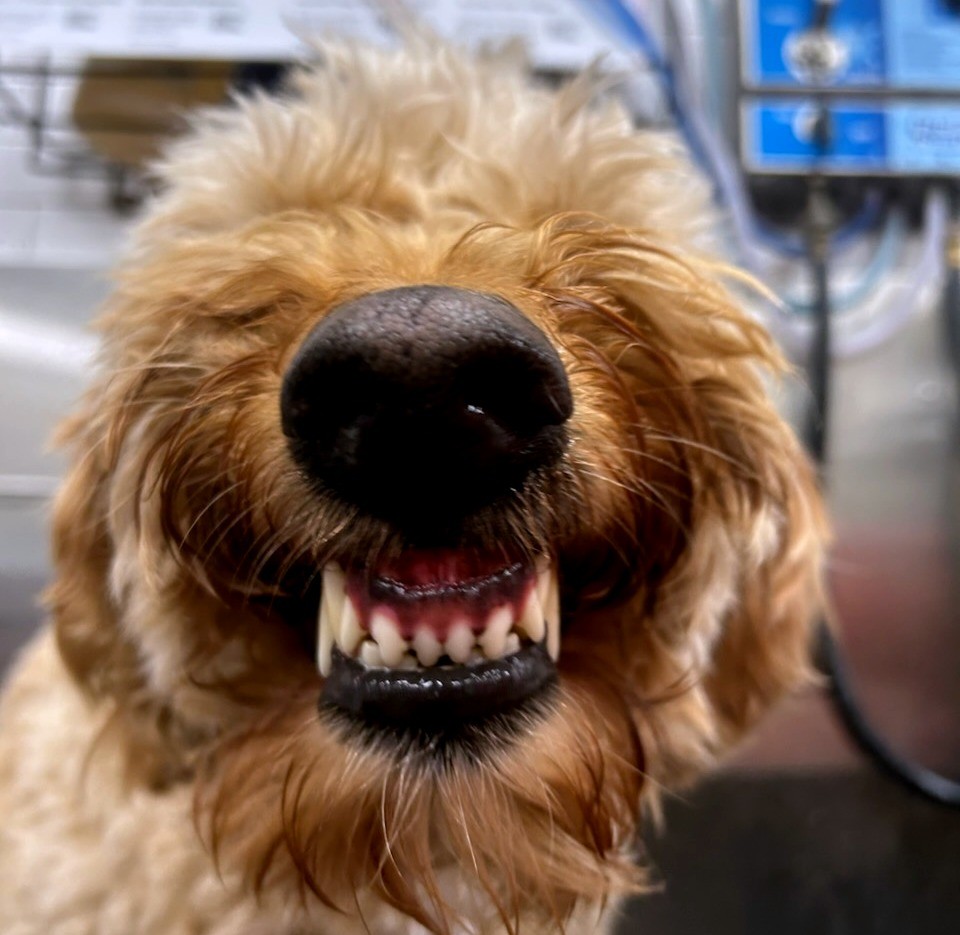 Dog Dental Month