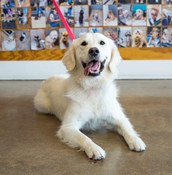 petbar coming soon to Leander