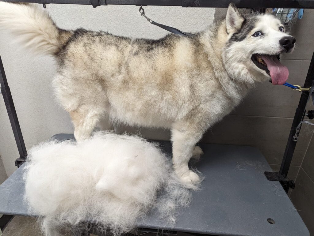Deshedding season