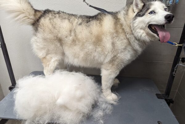 Deshedding season
