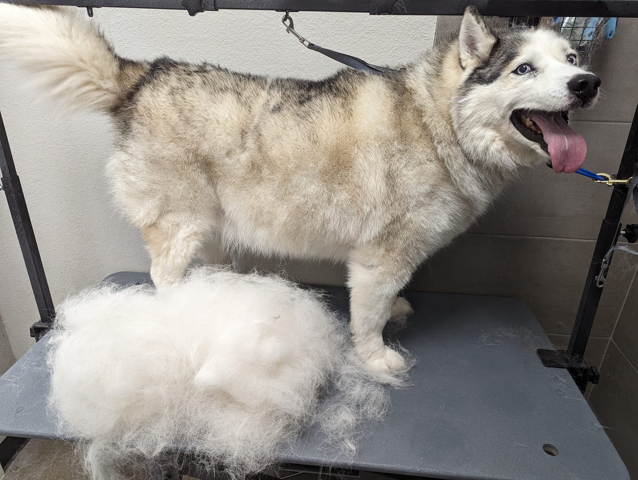 Deshedding season