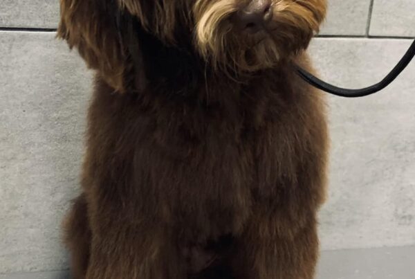 Dog getting groomed at petbar