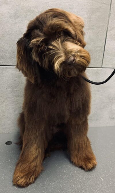 Dog getting groomed at petbar