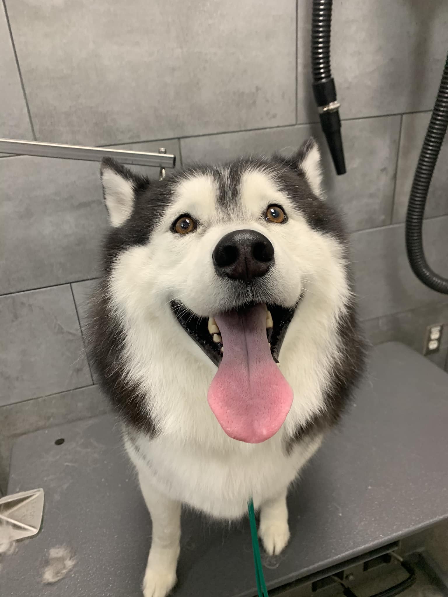 Dog in a bath tub at petbar
