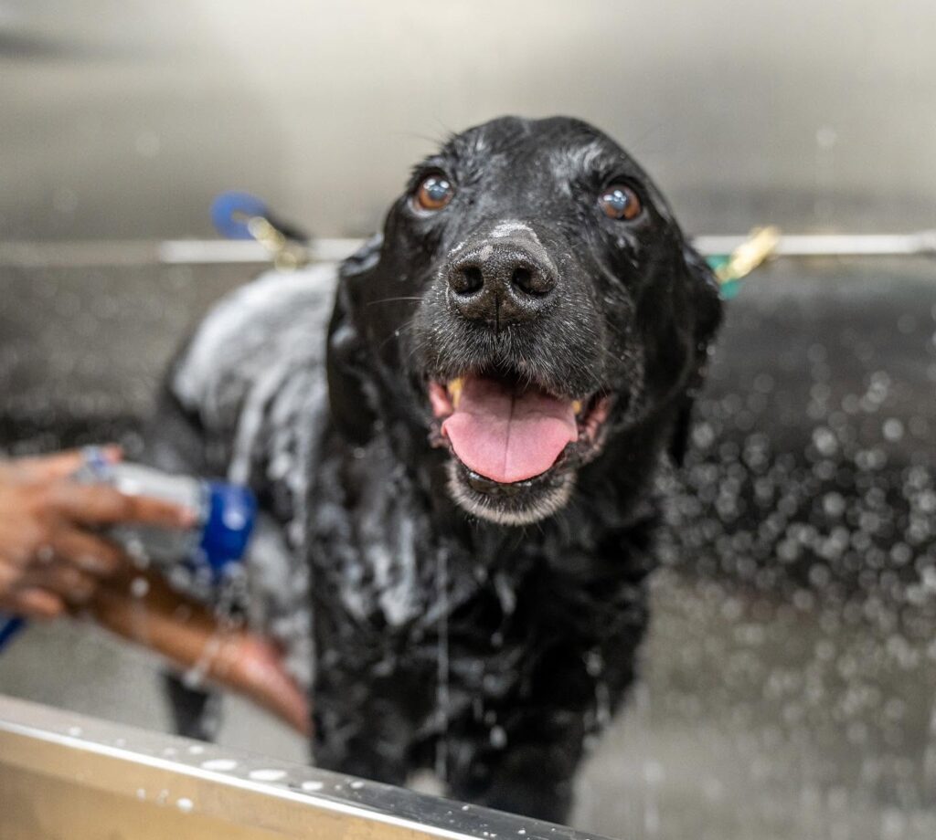 Dog enjoying self-wash