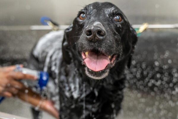 Dog enjoying self-wash