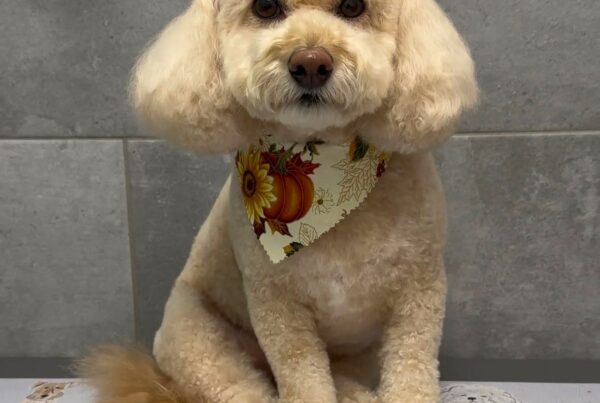freshly groomed dog at petbar