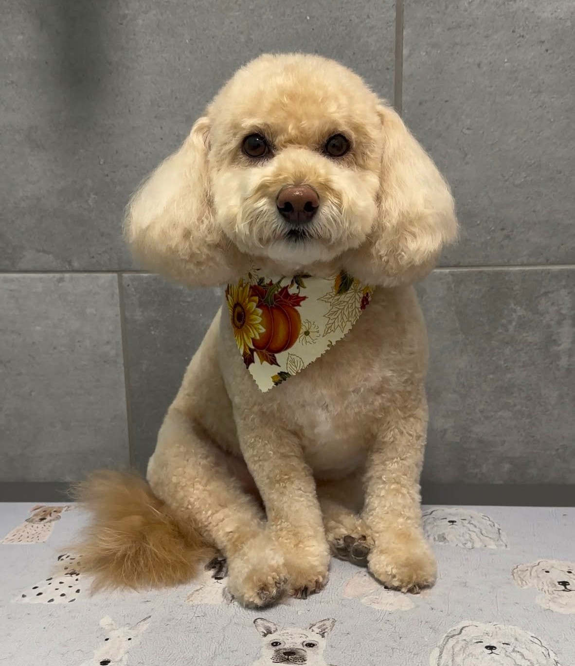 freshly groomed dog at petbar
